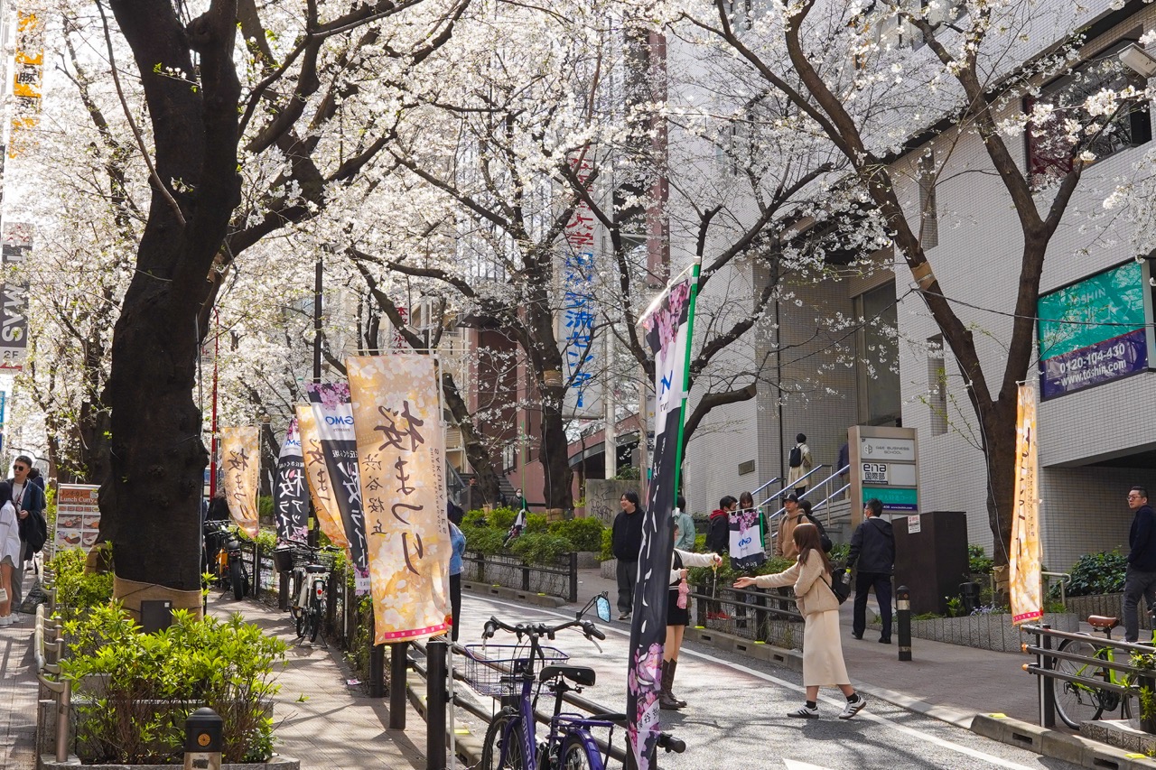 渋谷駅桜の木